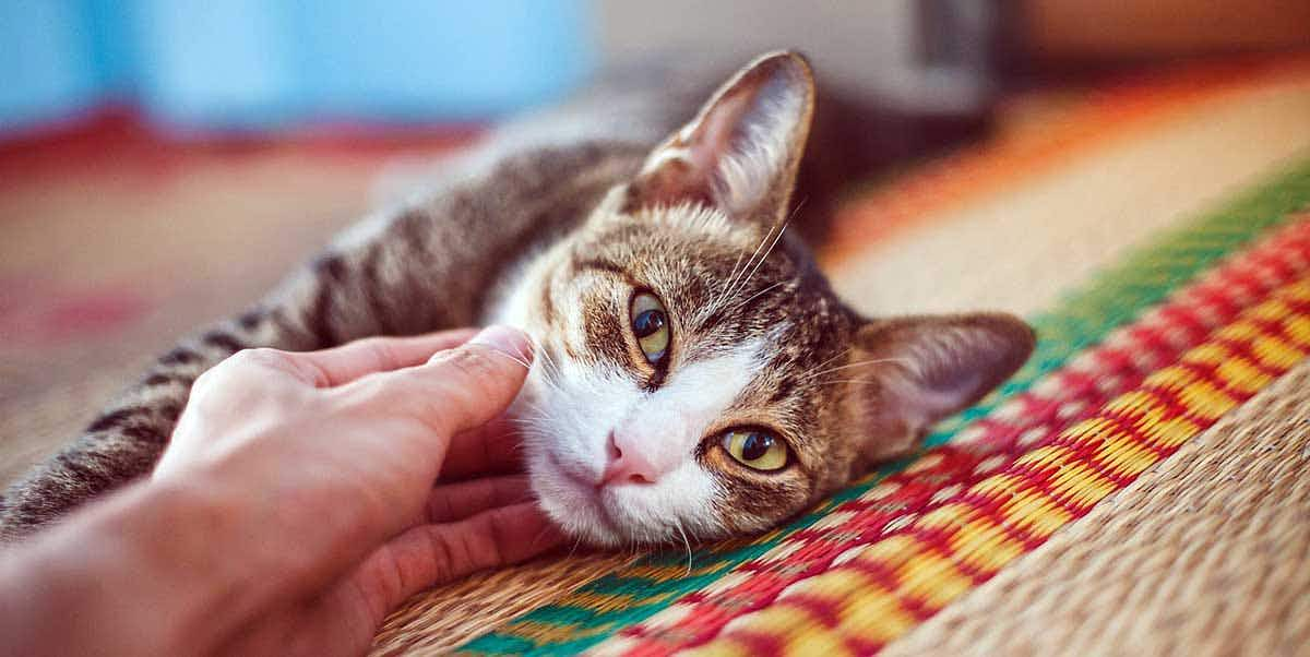 cat lying ground