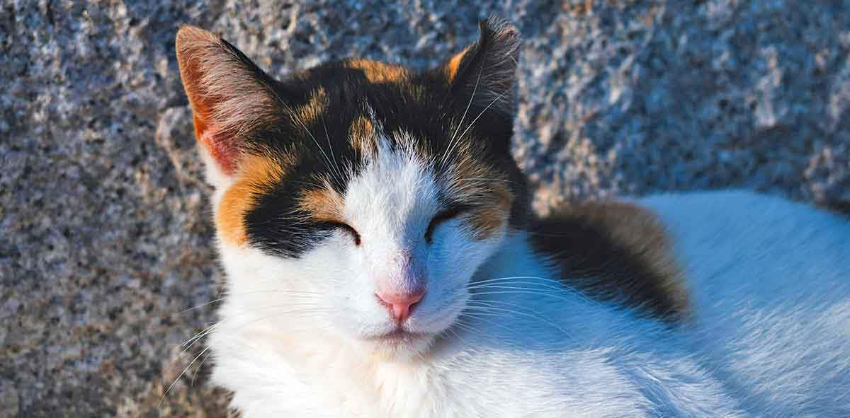 cat on ground