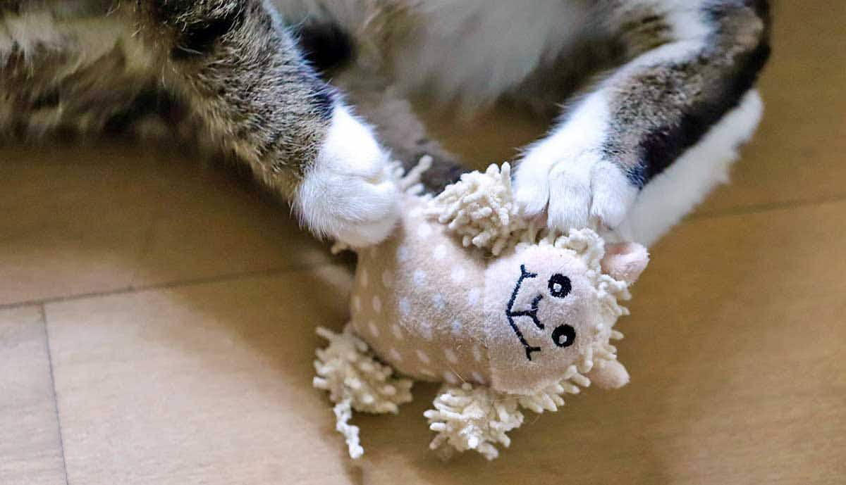 cat playing cat toys