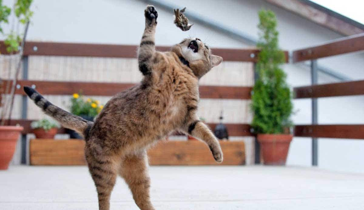 cat playing with dead bird