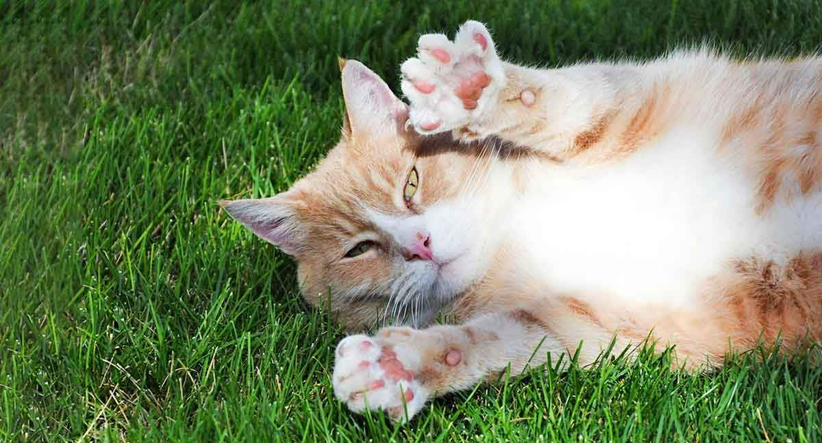 cat showing paws