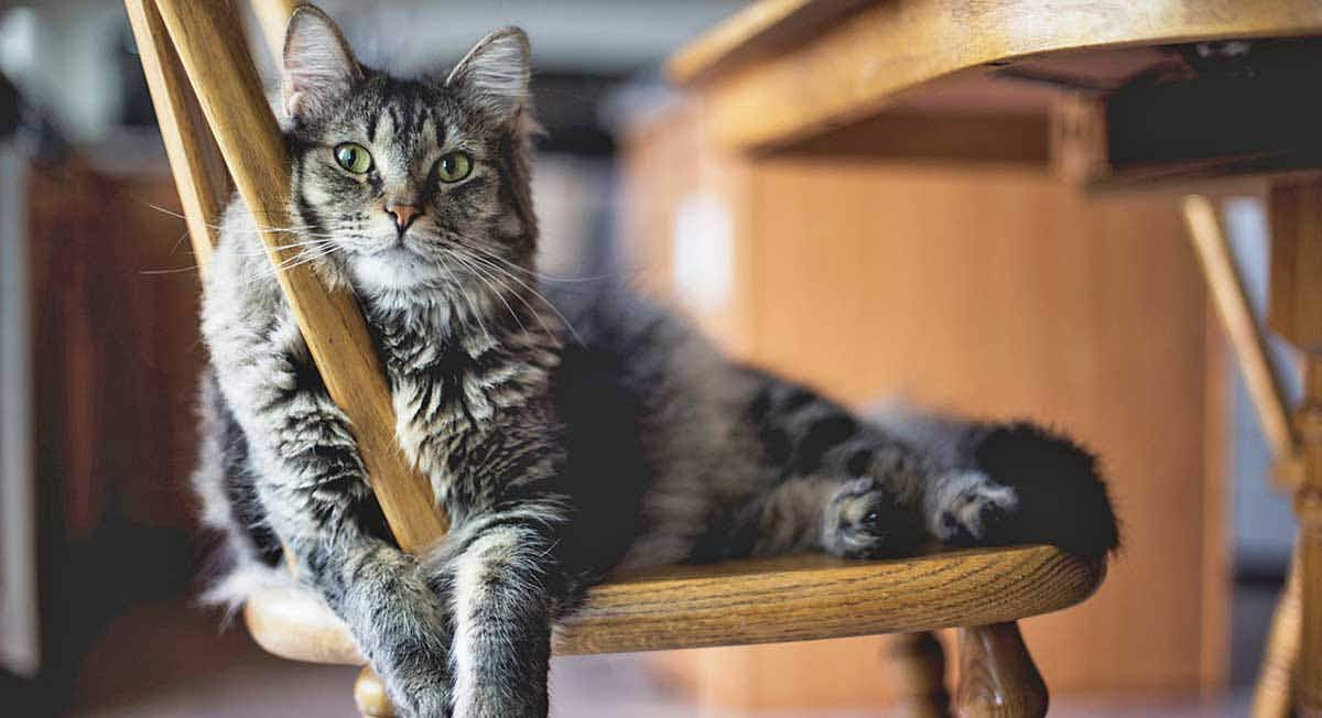 cat sitting wooden chair