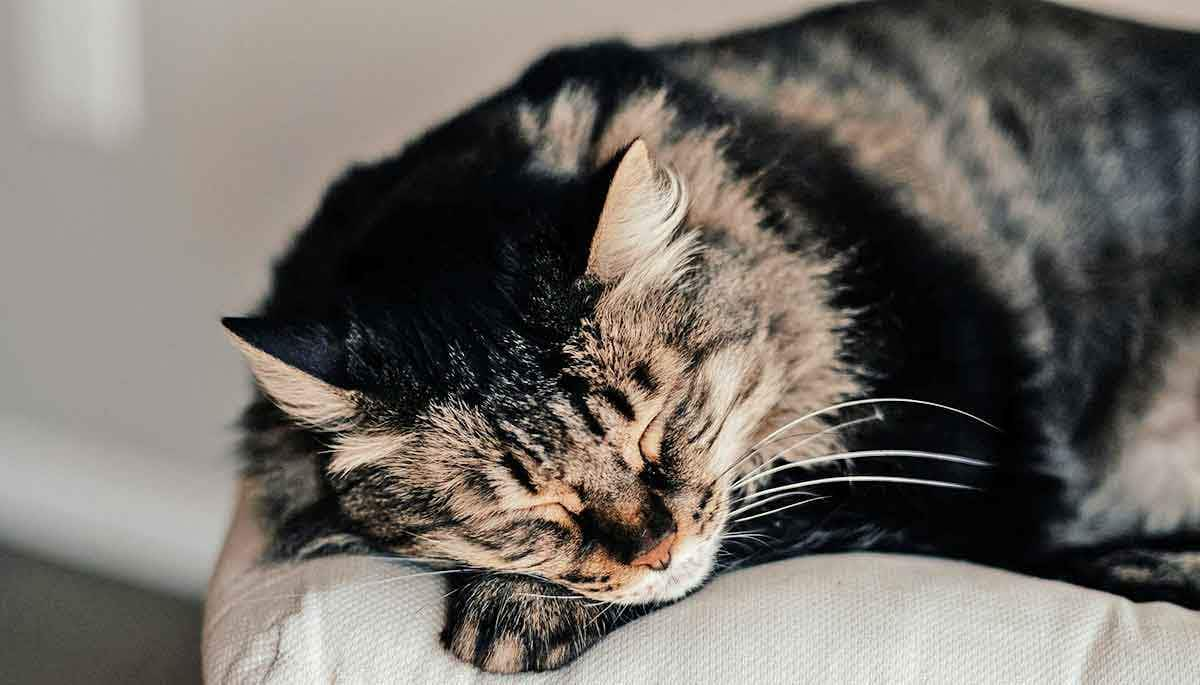 cat sleeping chair