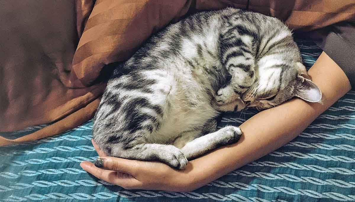 cat sleeping in arms