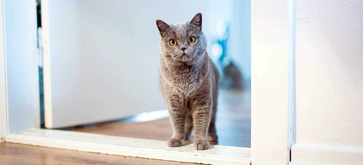 cat standing before open door