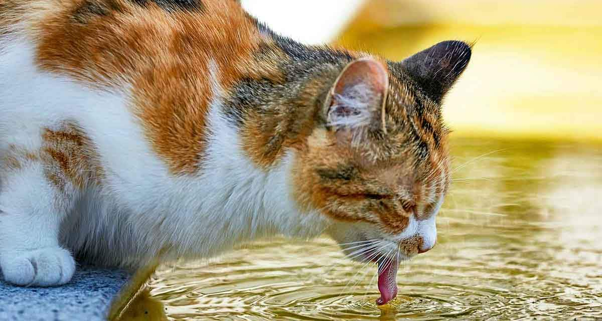 cat thirsty drinking outdoors