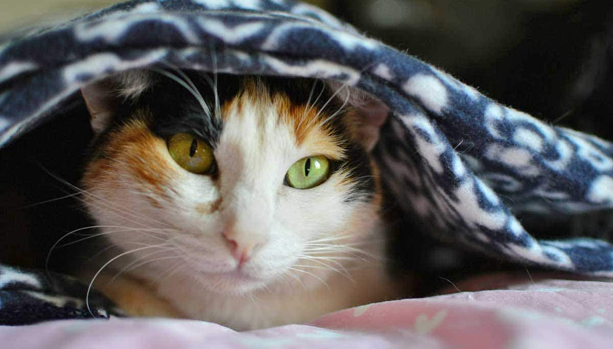 cat under blanket