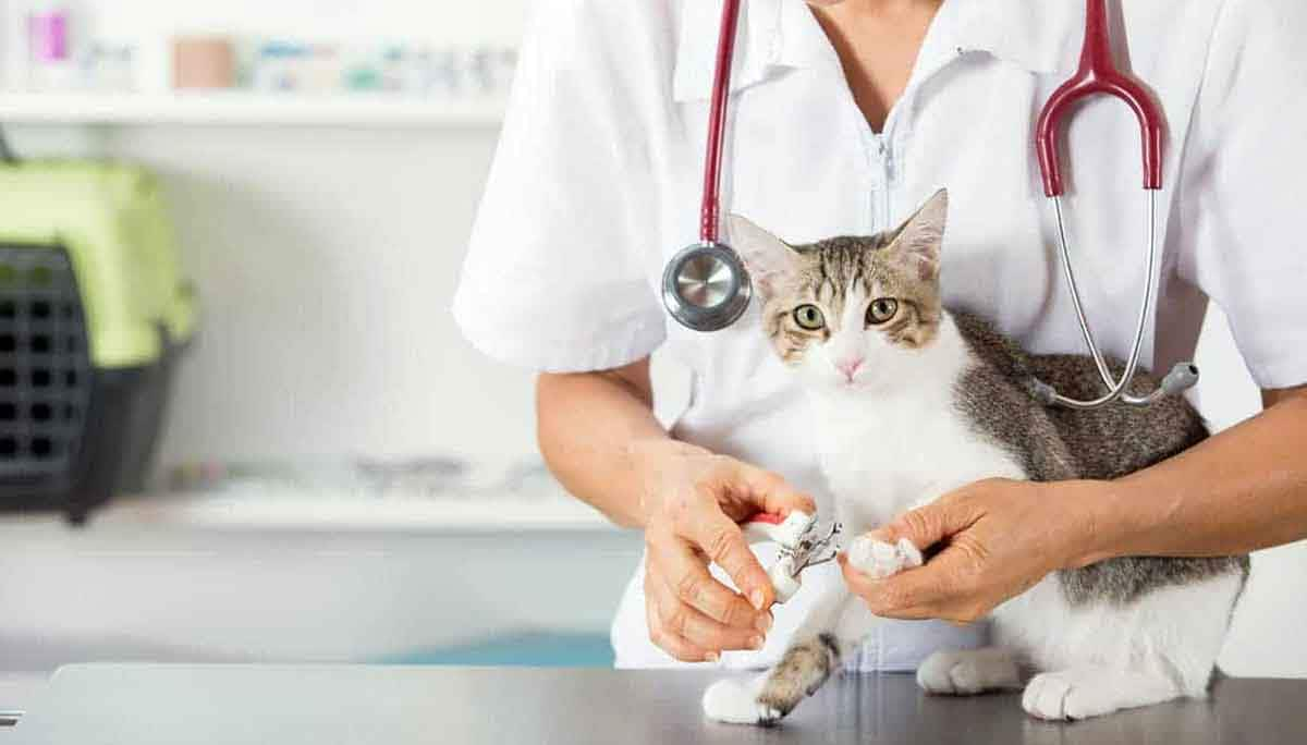 cat vet exam health