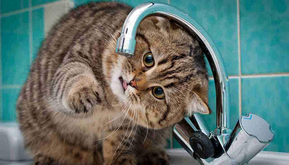 cat water faucet house