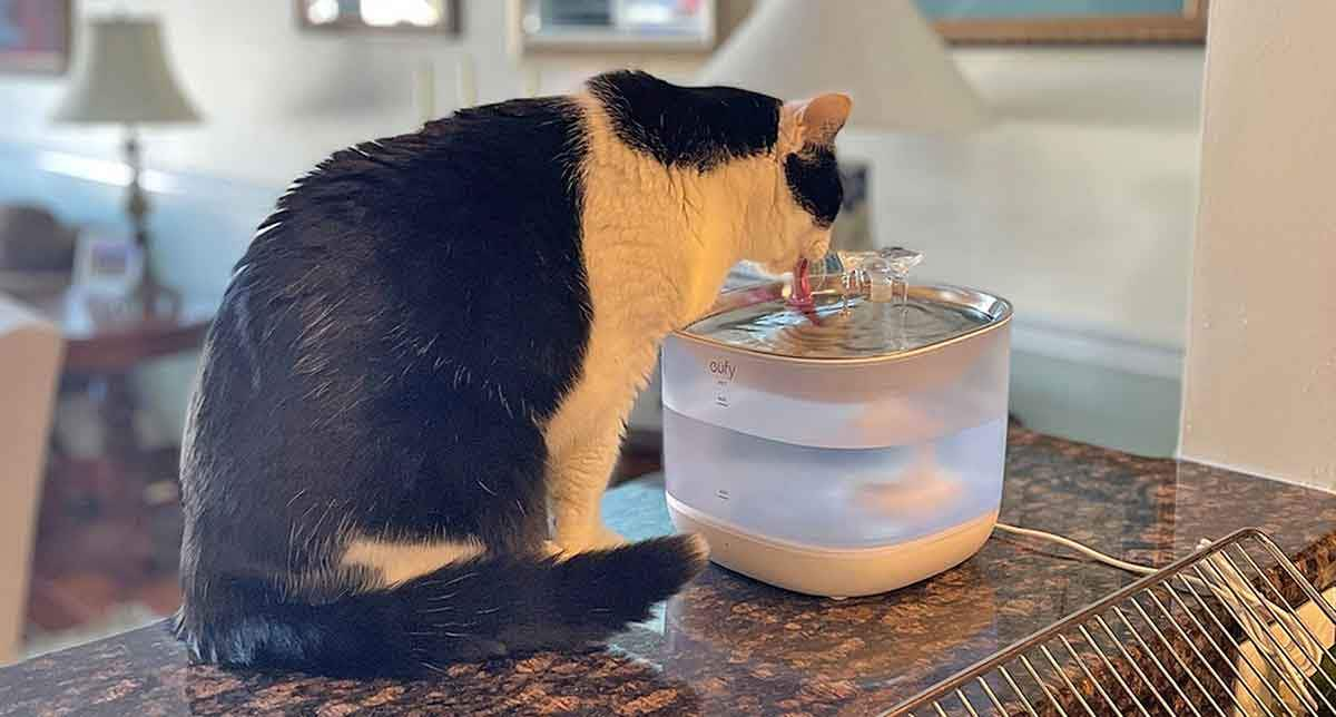 cat water fountain drinking counter