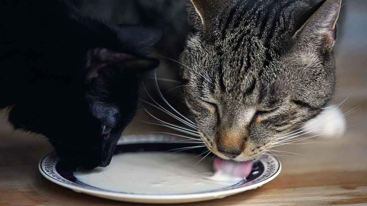 cats drinking milk saucer