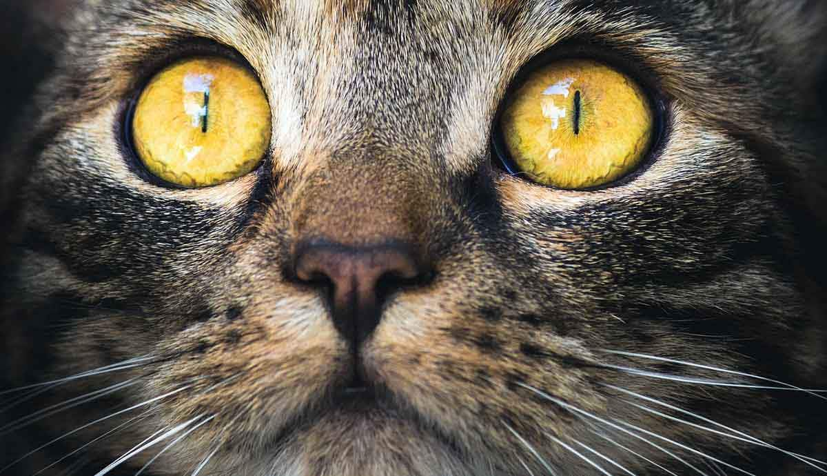 cats eyes with contracted pupils