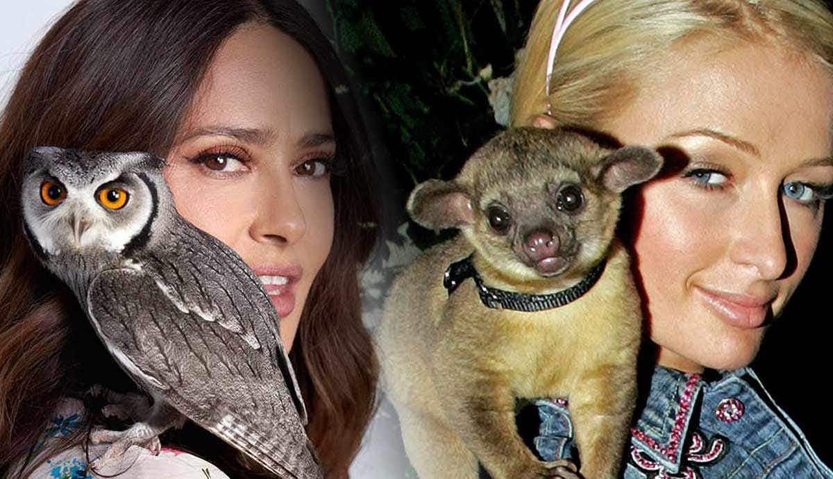 9 Celebrities with Exotic and Unusual Pets