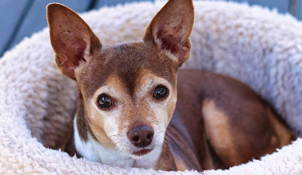 chihuahua curled up in dog bed