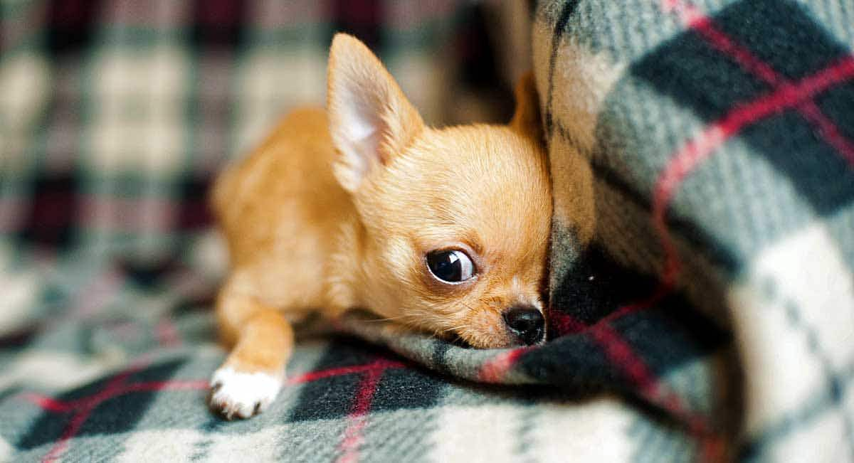 chihuahua puppy lying on blanket