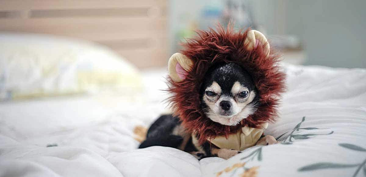 chihuahua wearing a lion costume