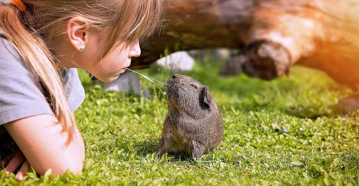 child socialize guinea pig