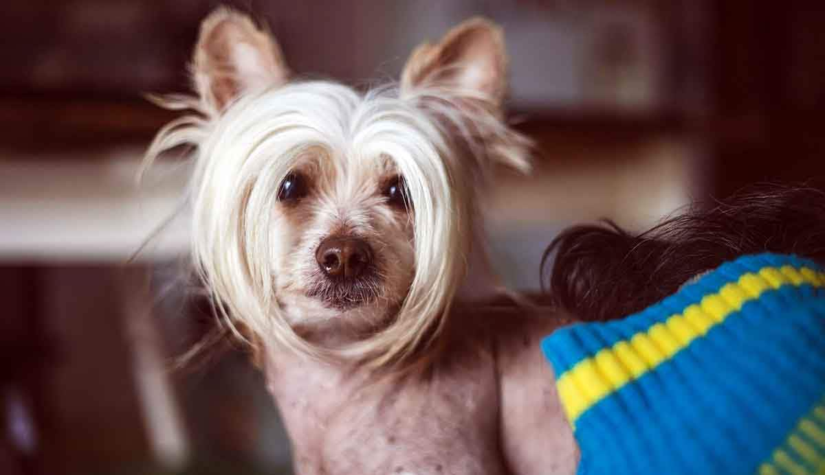 chinese crested dog looking into camera