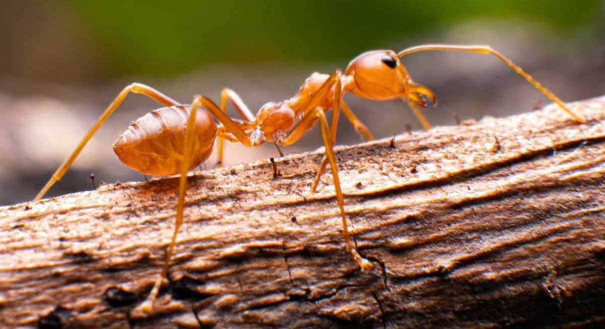 citronella ant on log