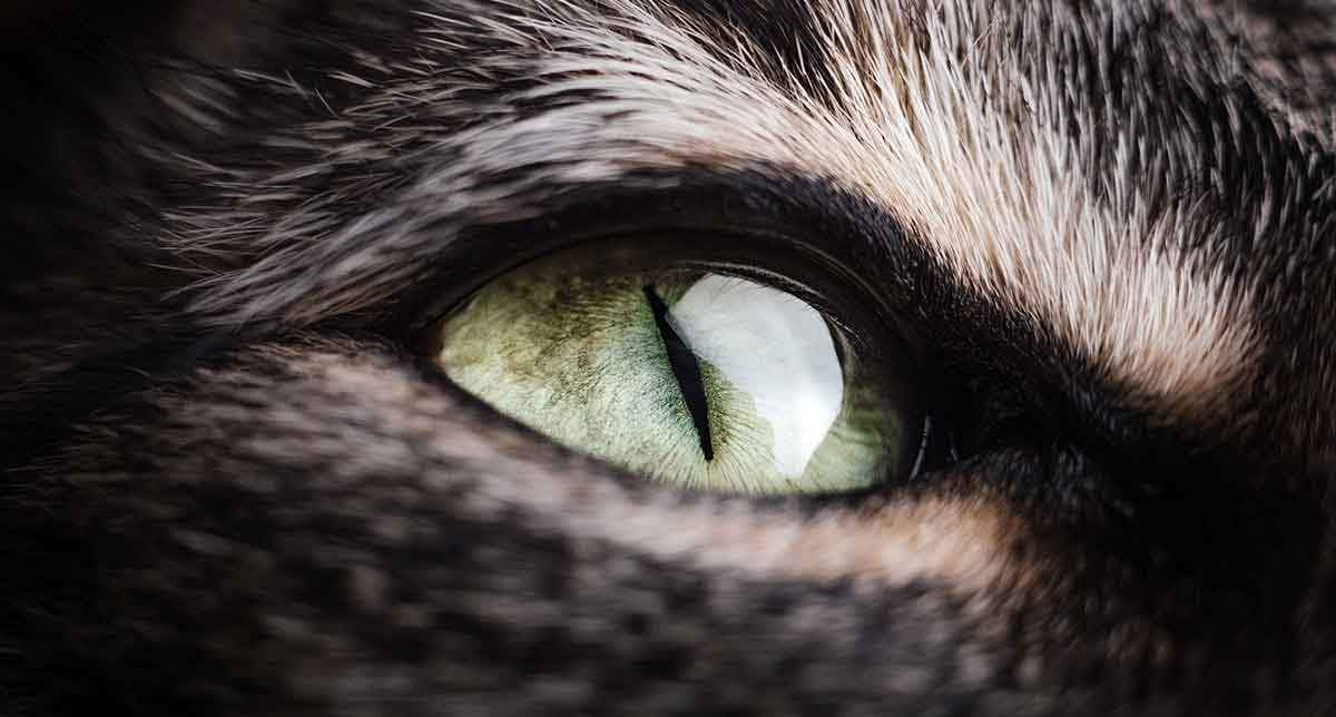 close up of cat eye with reflection