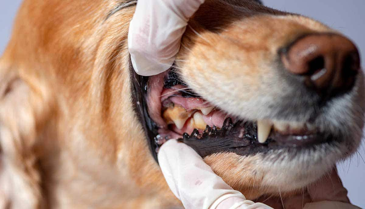 close up of tooth decay in dog