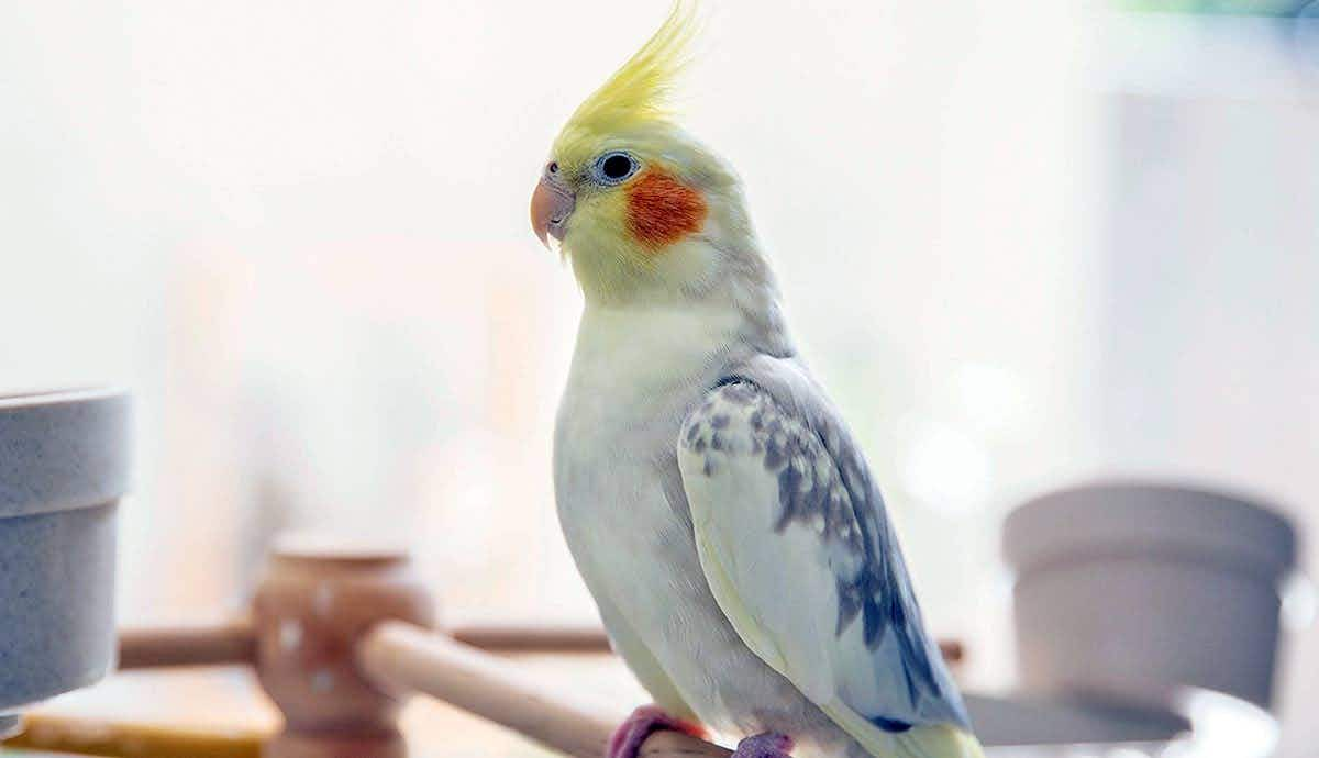 cockatiel