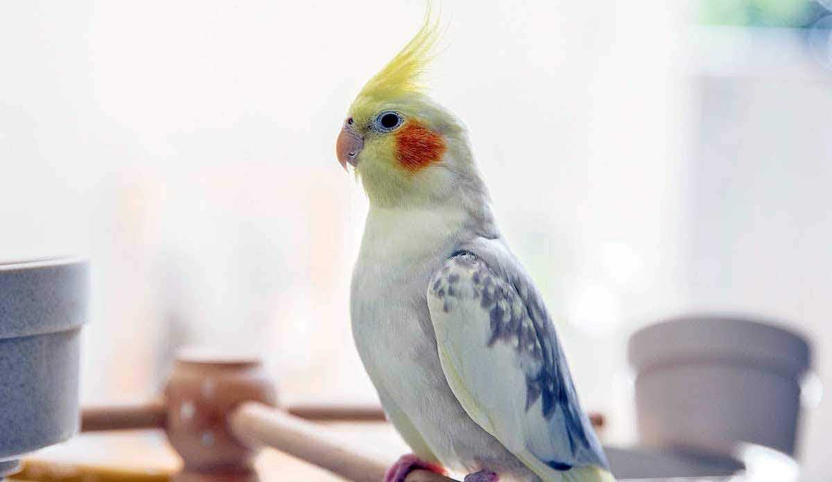 cockatiel