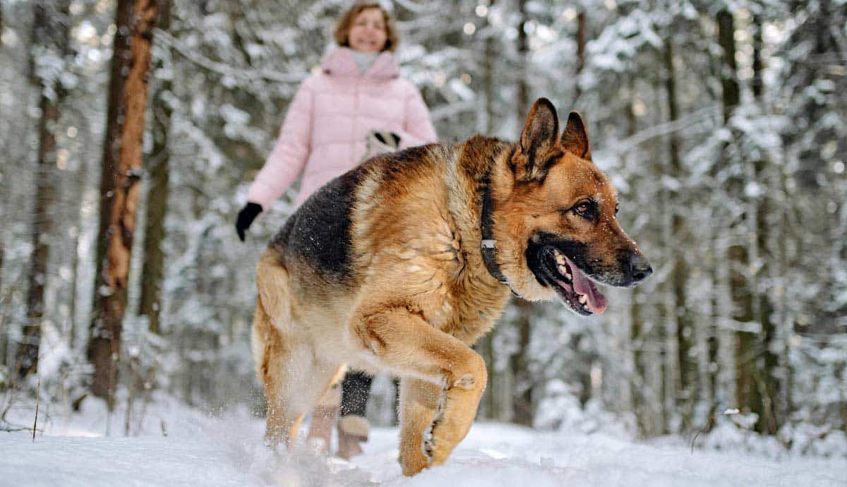 5 Cold Weather Activities to Do with Dogs