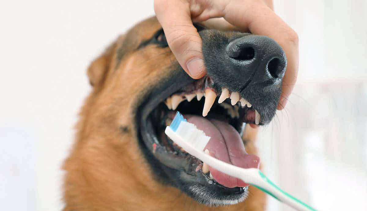 common causes tooth and gum disease in dogs