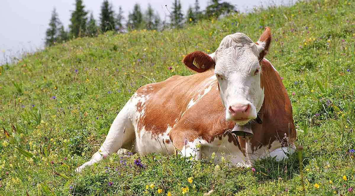 cow in the alps