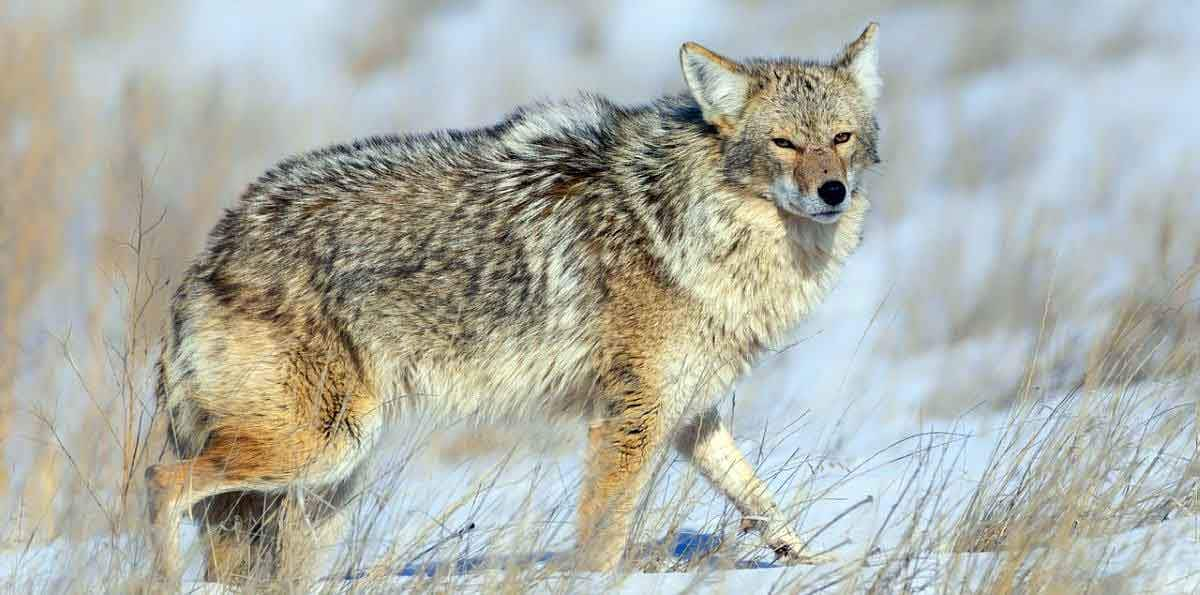 coyote in snow