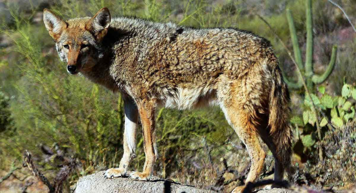 coyote on rock