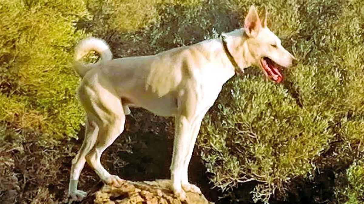 cretan hound dog standing on rock