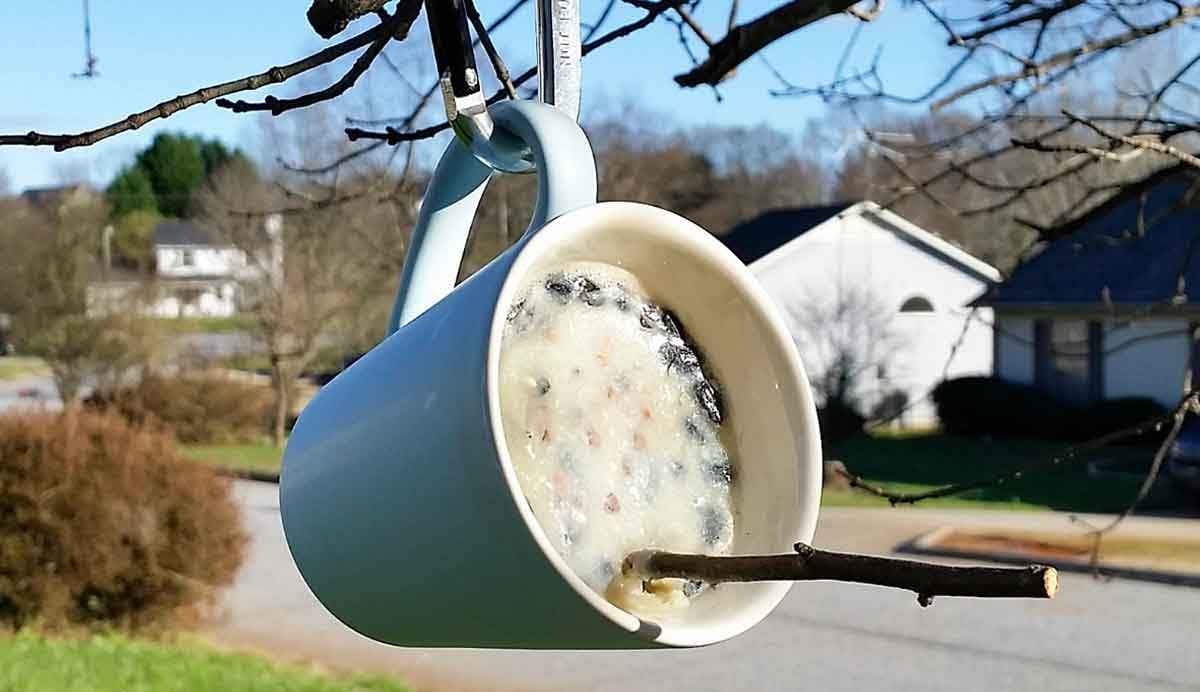 cup for the birds