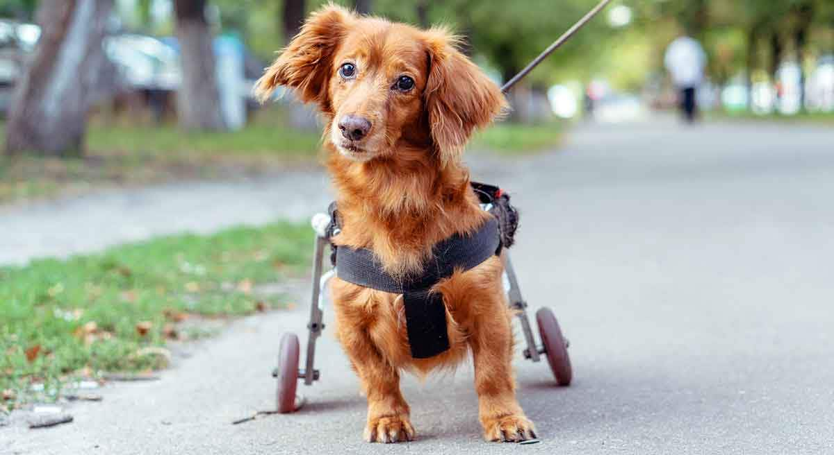 dachshund wheelchair