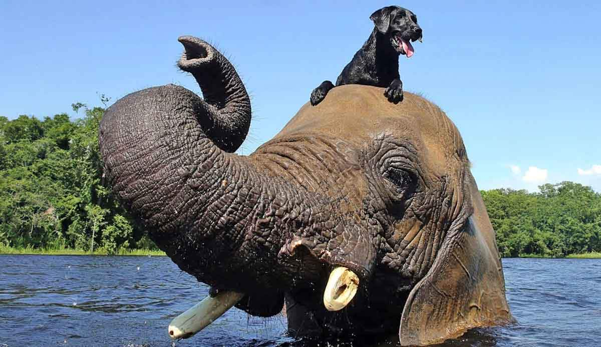 dog and elephant