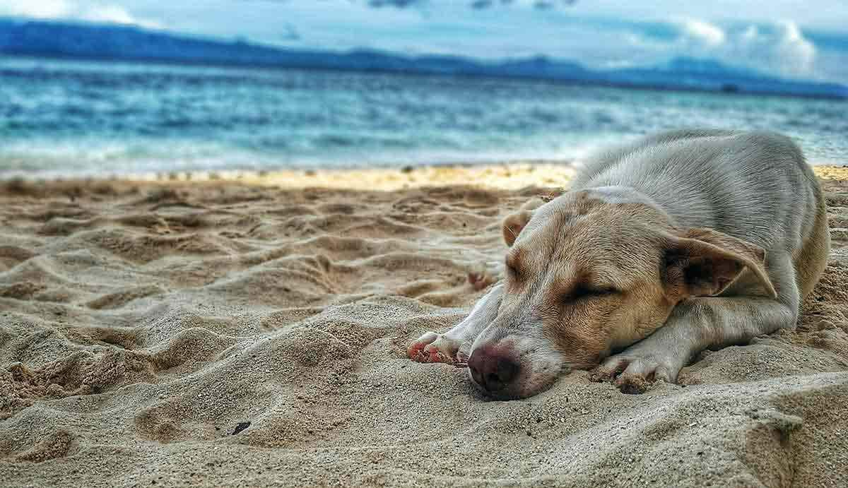 dog belly sleeper