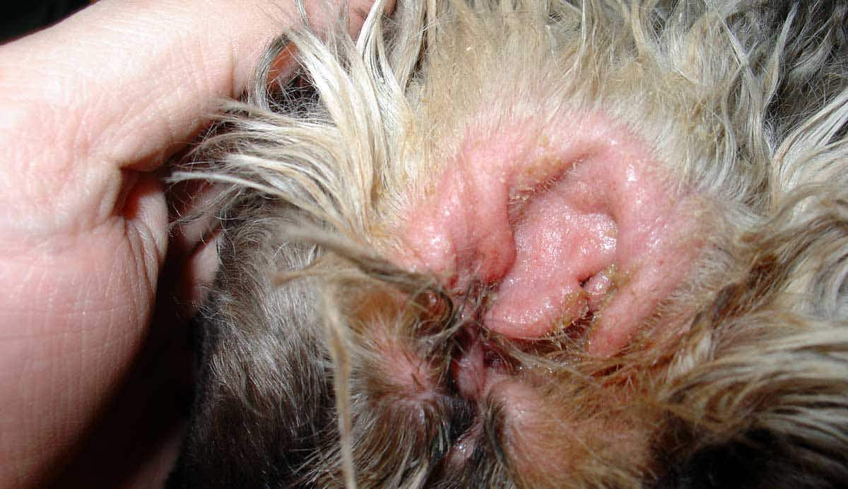 dog ear infection