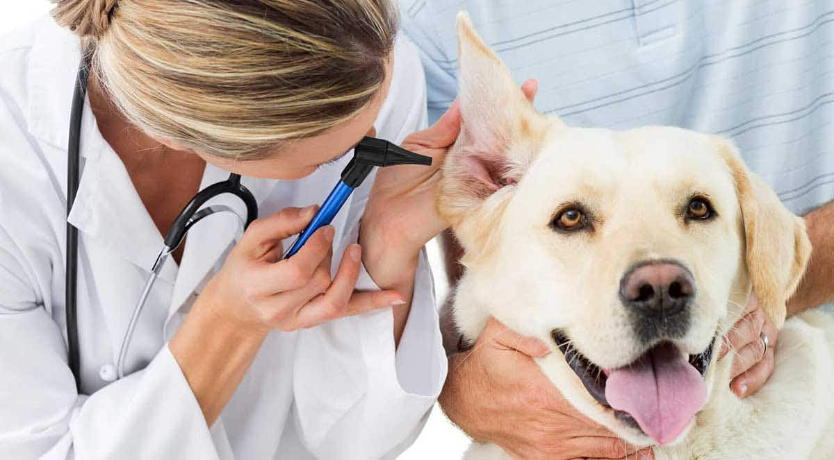 dog getting ears checked at the vet