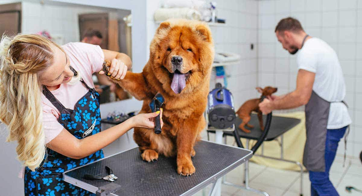 dog groomer chowchow