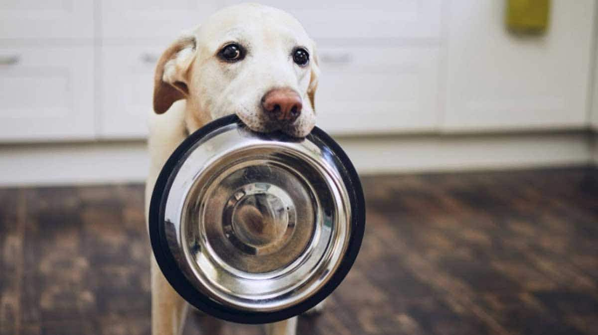 dog holding water bowl