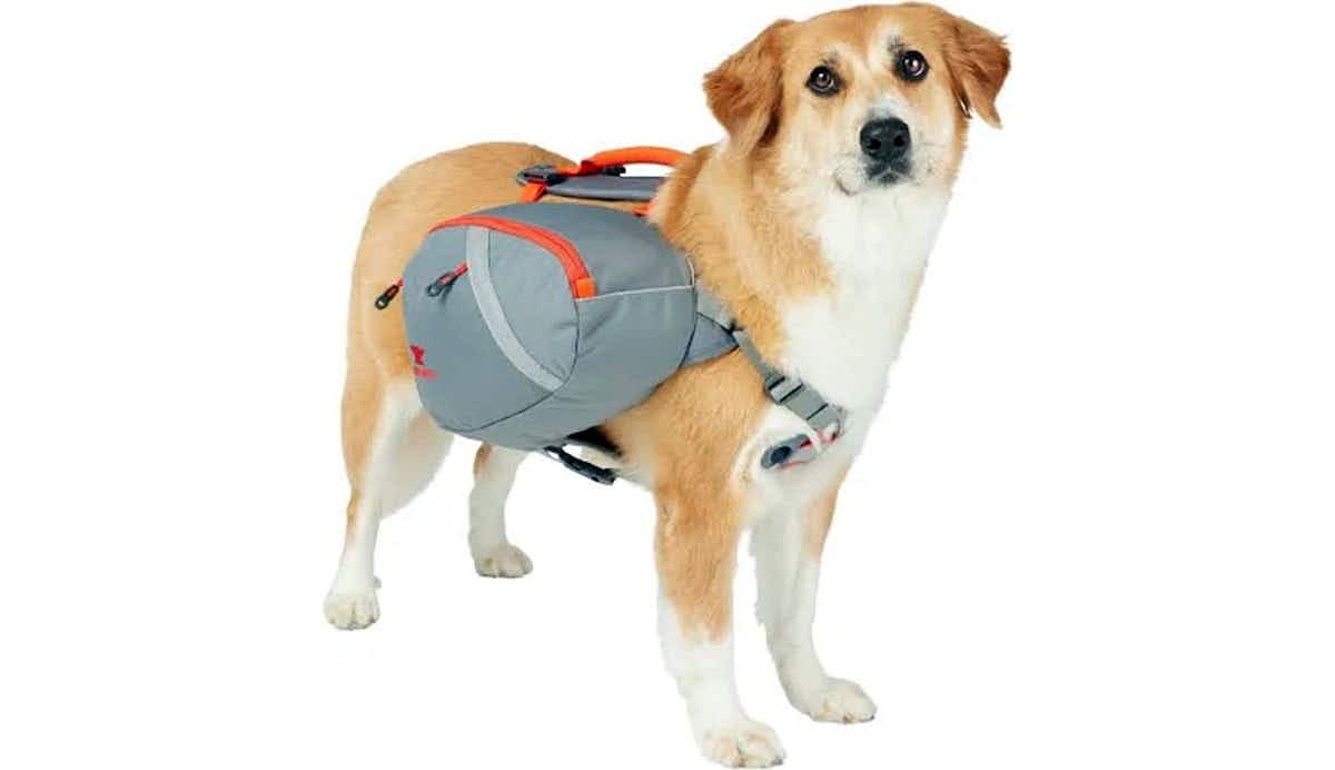 dog hydration pack