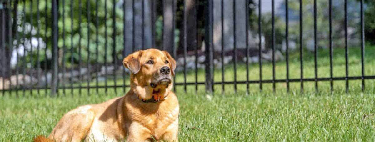 dog in front of a fence