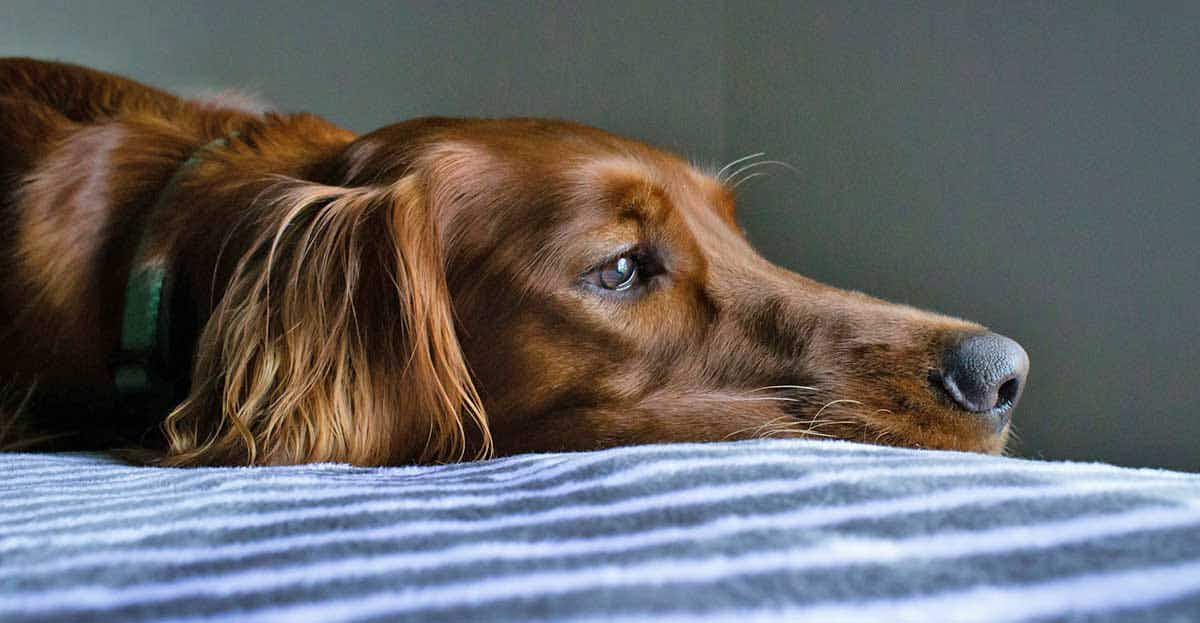 dog laying on bed inside