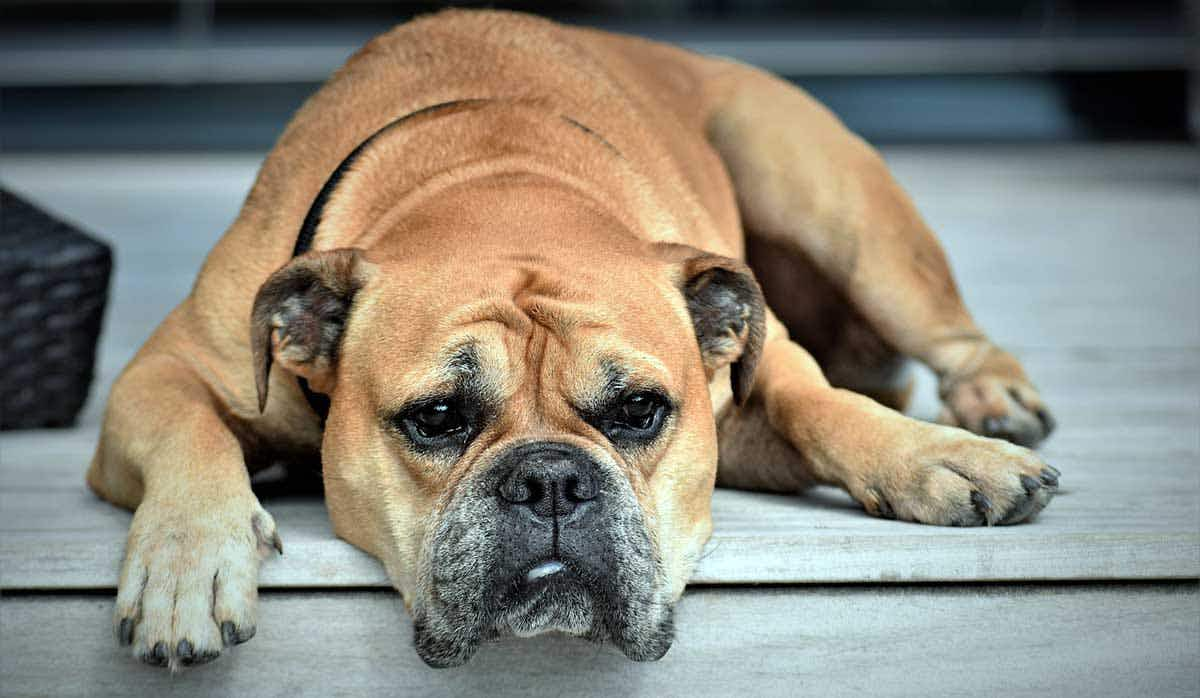 dog looking miserable lying down