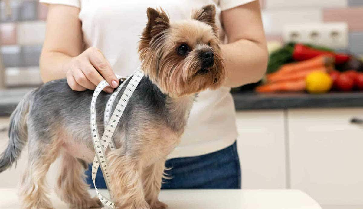 dog losing weight being measured