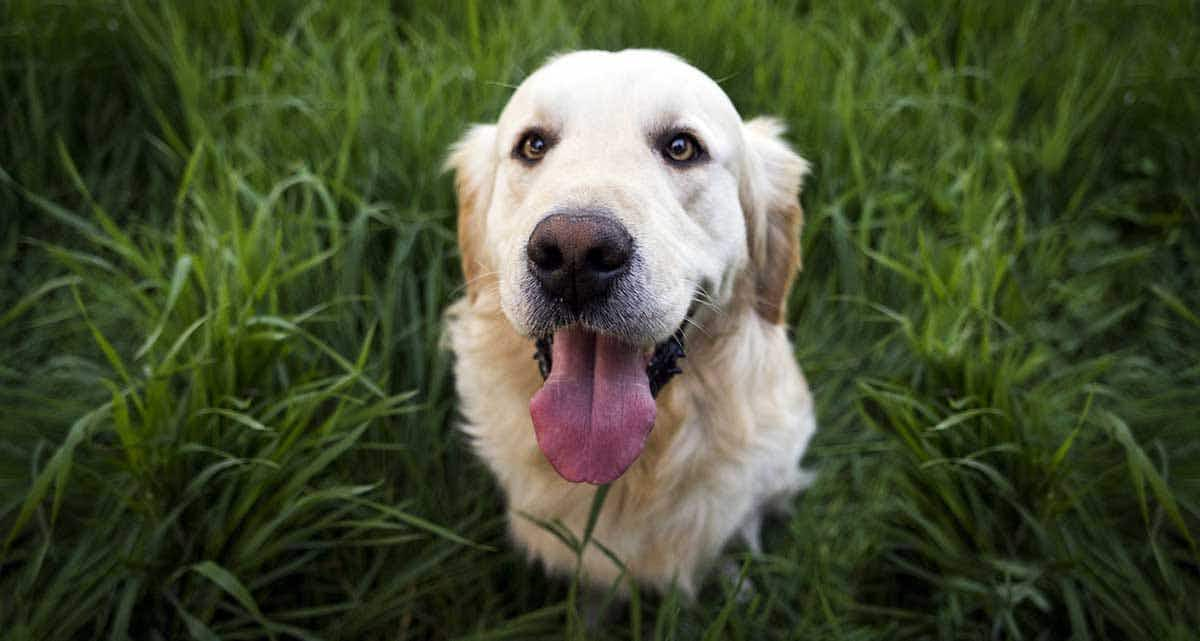 dog sitting on grass tongue out