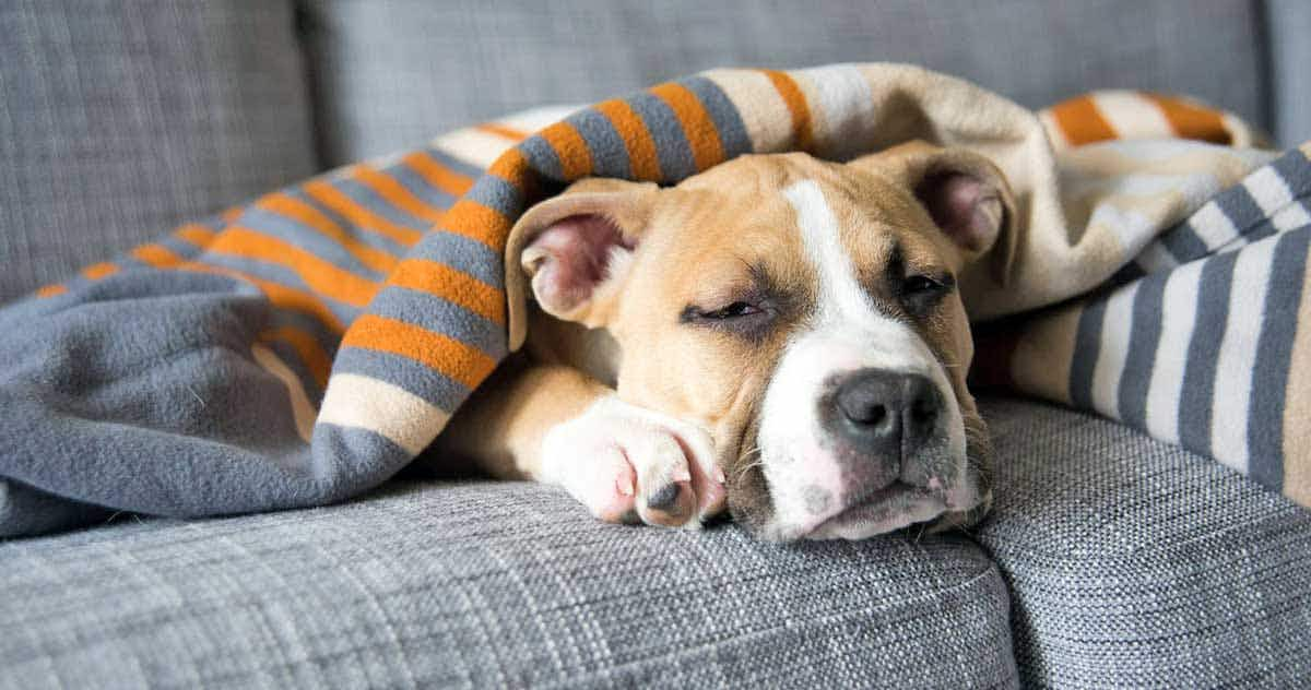 dog sleep couch blanket