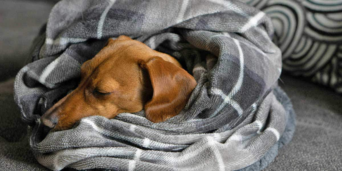 dog sleeping burrowed