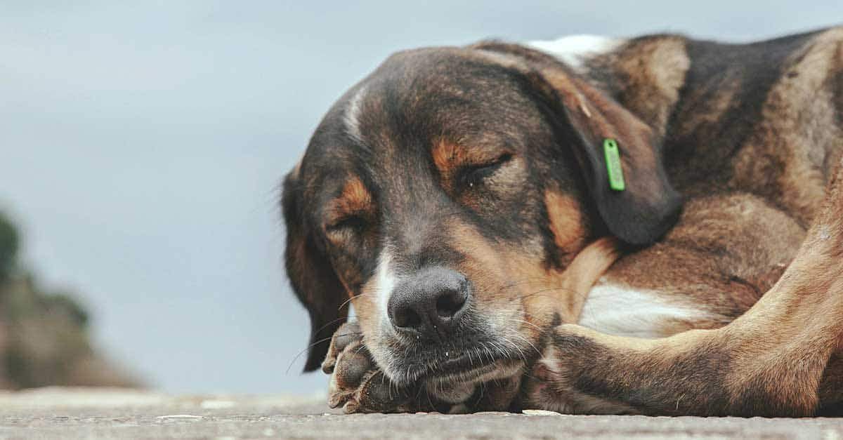 dog sleeping curled up